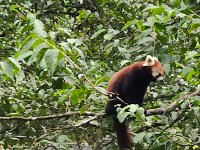 Himalayan Zoological Park (Gangtok) - All You Need to Know BEFORE You Go Himalayan Zoological Park (Gangtok) - All You Need to Know BEFORE You Go
