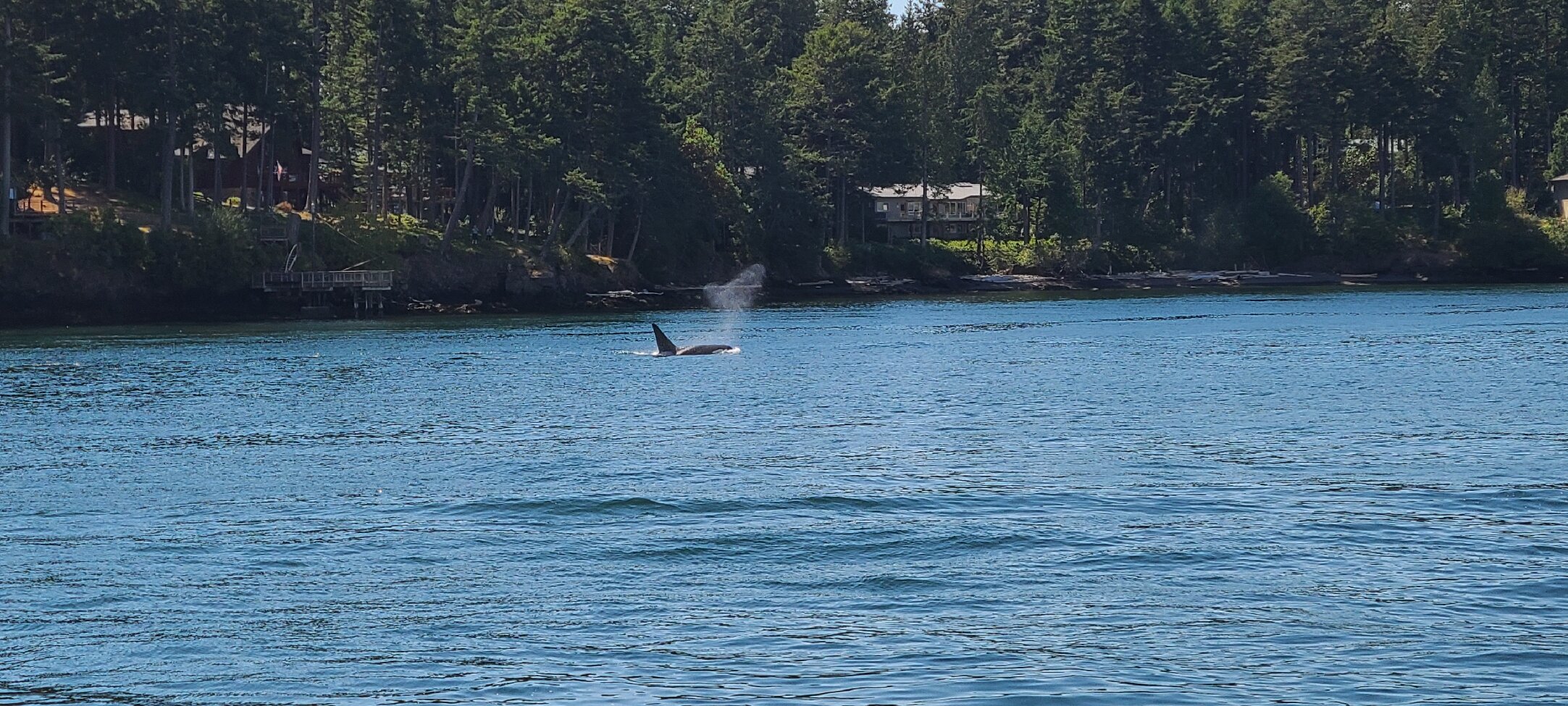 ISLAND ADVENTURES WHALE WATCHING (Anacortes): Tutto Quello Che C'è Da ...