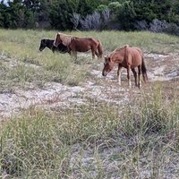 Shackleford Wild Horse & Shelling Safari - All You Need to Know BEFORE ...