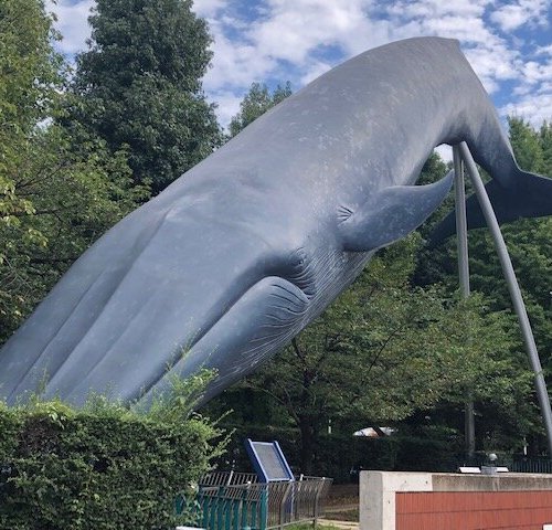 驚きの安さ 東京都の国立科学博物館の敷地内にあるシロナガスクジラの 