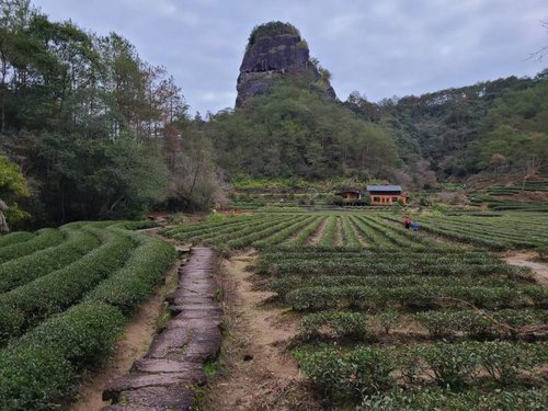 Wuyi Shan review images