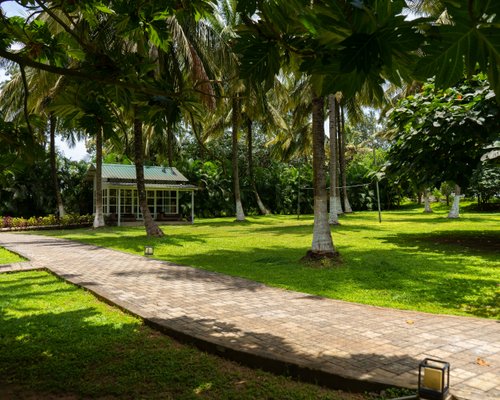 The Mangifera