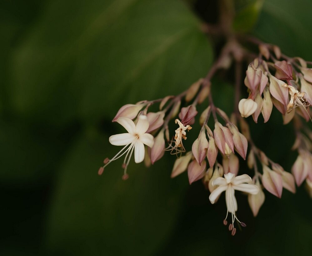 Bulle À Parfums Et Jardin ParfumÉ Darbonnay Ce Quil Faut Savoir 