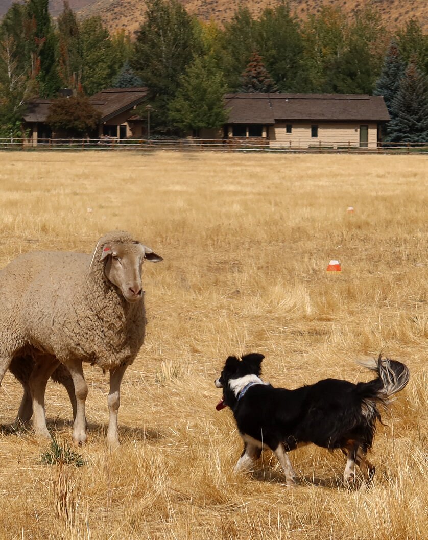 Trailing Of The Sheep Festival (Ketchum) All You Need to Know BEFORE
