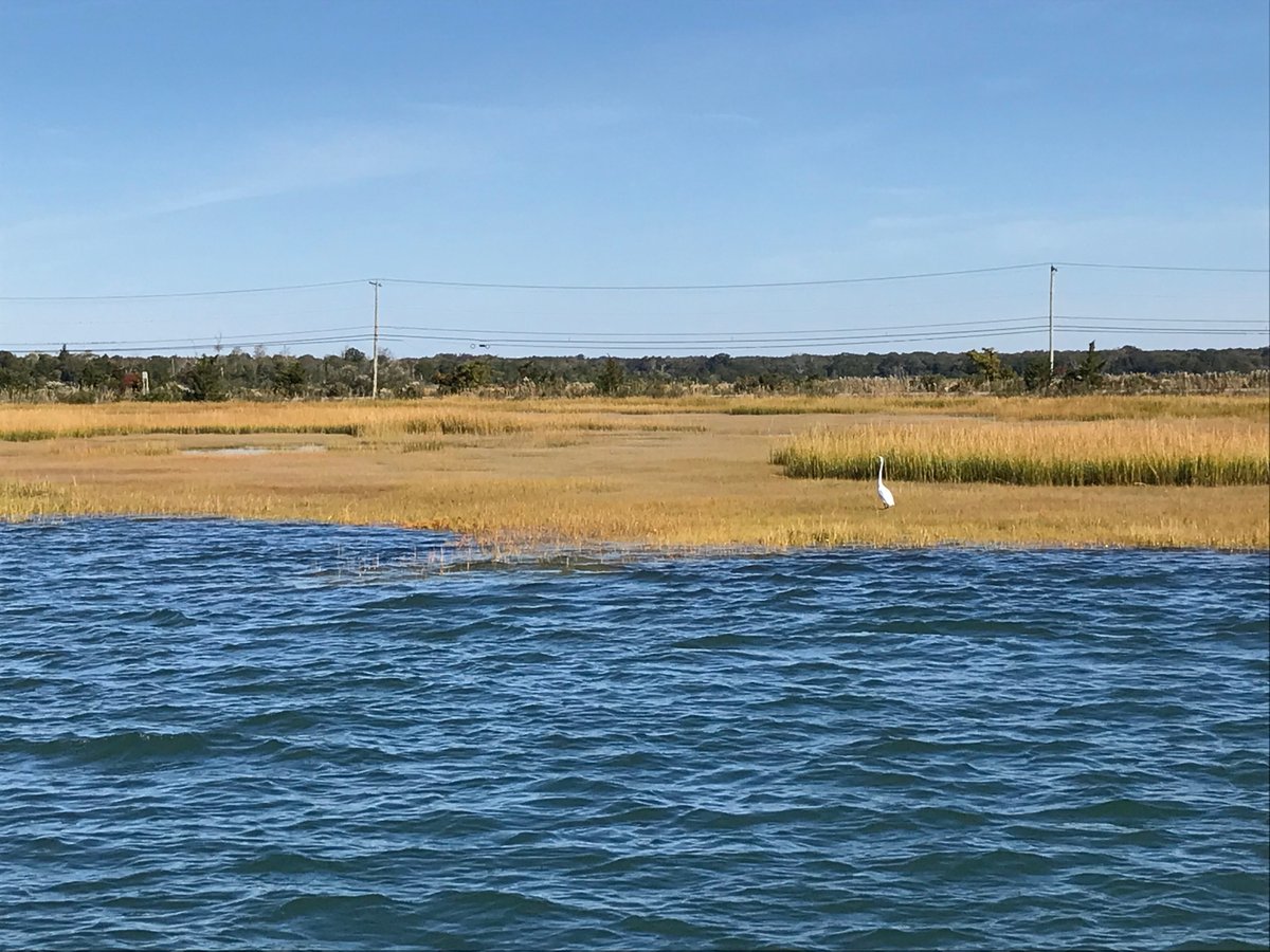 Birding By Boat on the Osprey (Cape May) - All You Need to Know BEFORE ...