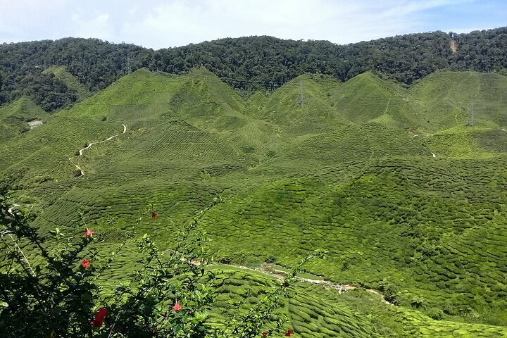 2024 Cameron Highlands Multi Days Tour   Caption 