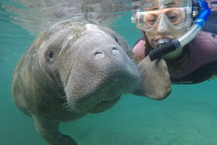 2024 Small Group Manatee Snorkel Tour with In-Water Guide and Photographer