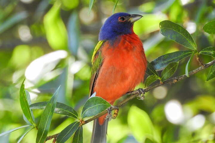 2023 Charleston Bird Watching Tour - Tripadvisor