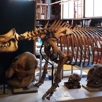 Grant Museum of Zoology (London) - All You Need to Know BEFORE You Go