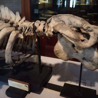 Grant Museum of Zoology (London) - All You Need to Know BEFORE You Go