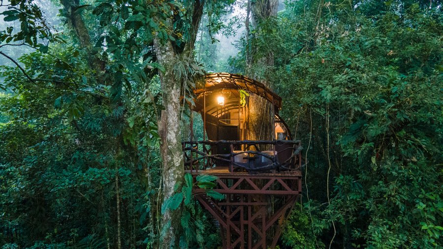 Tree House