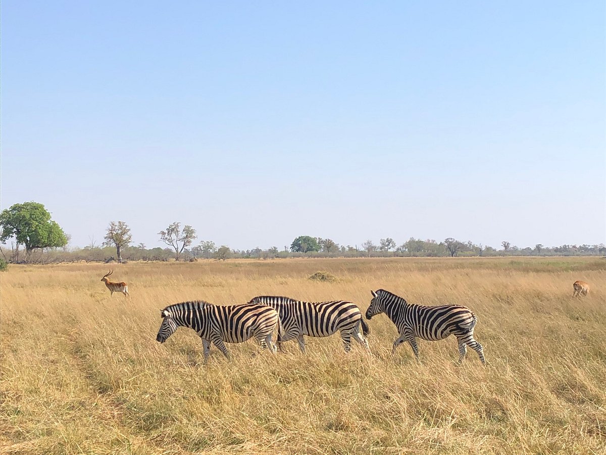 savanna safaris and tours