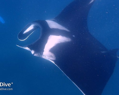 Plongée sous-marine au Costa Rica - Arawak Experience