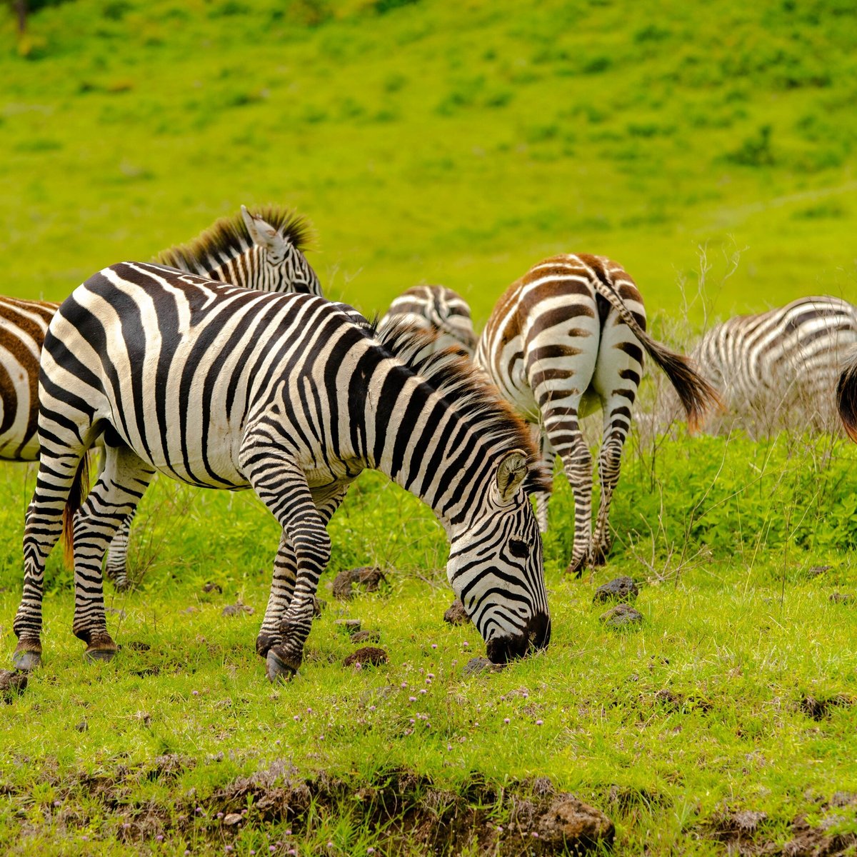 Africa Safari Booking Arusha Tanzania Hours Address Tripadvisor 3854