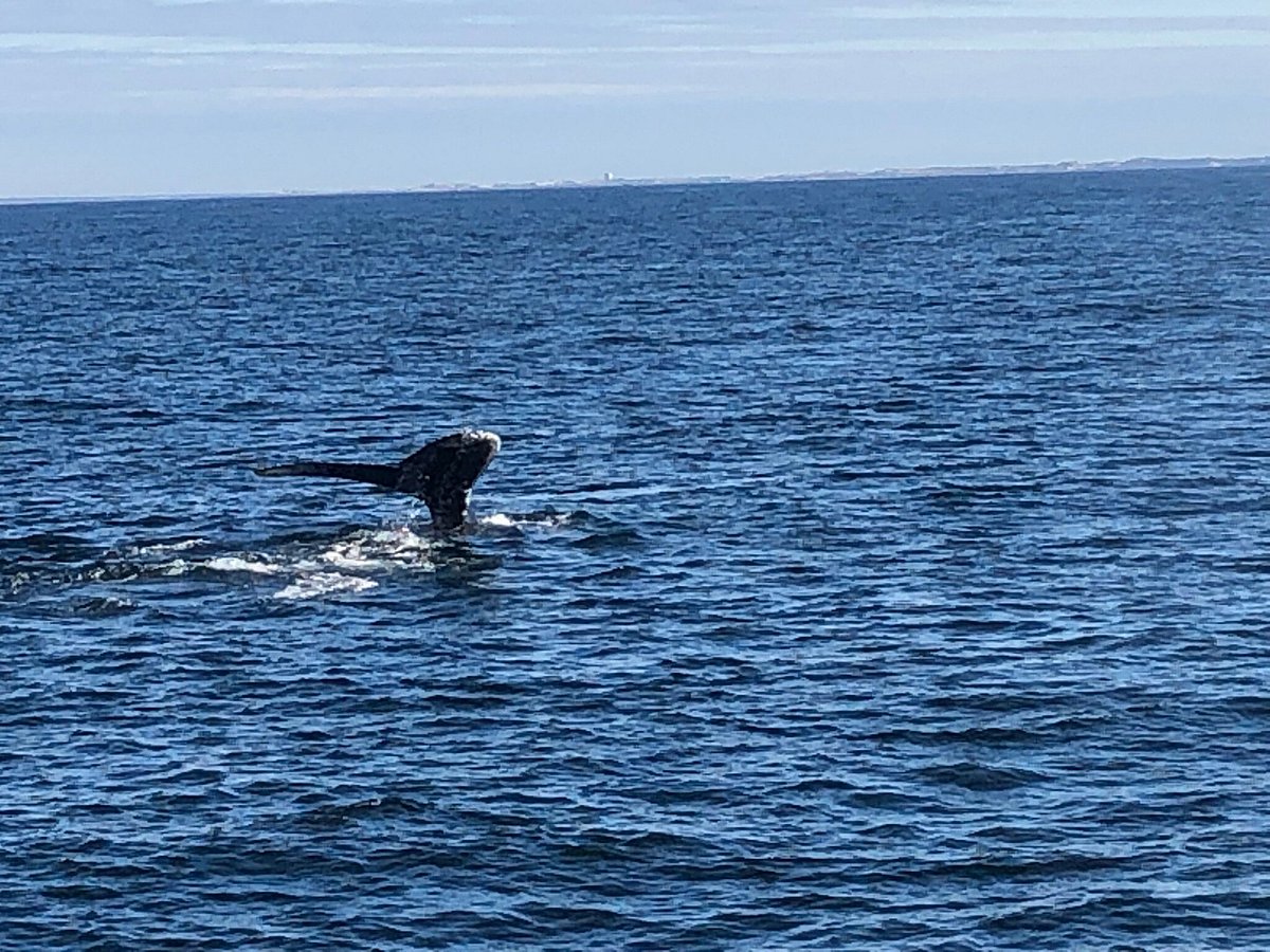 dolphin tours provincetown