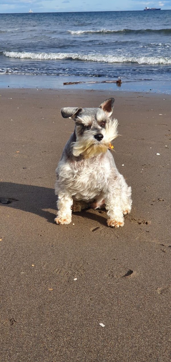 is cheese bad for a paisley terrier