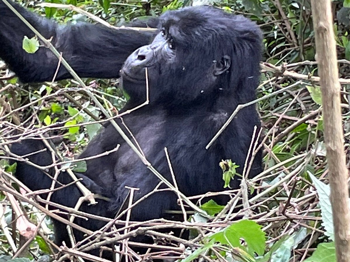 gorillas homeland safaris