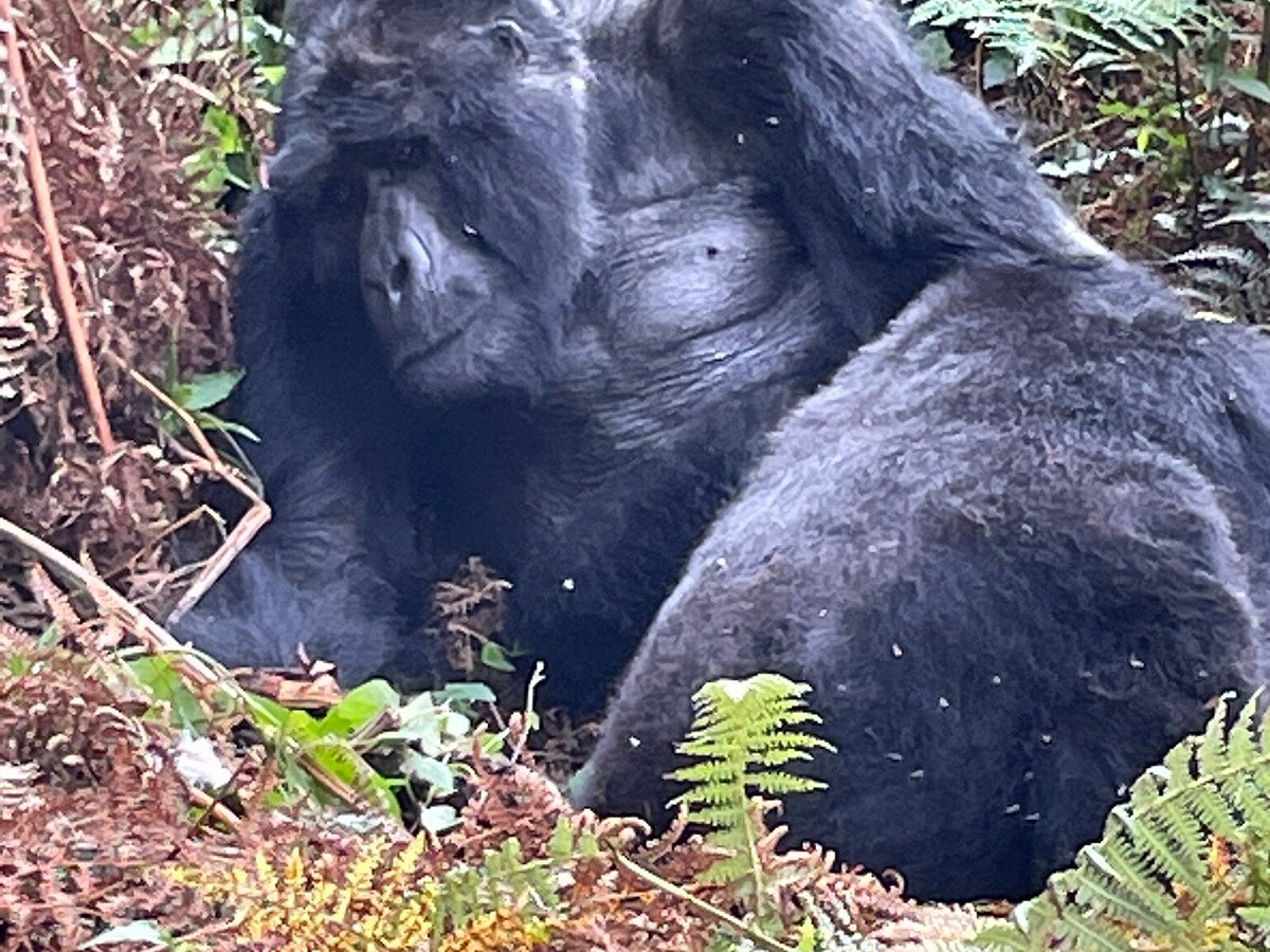 gorillas homeland safaris