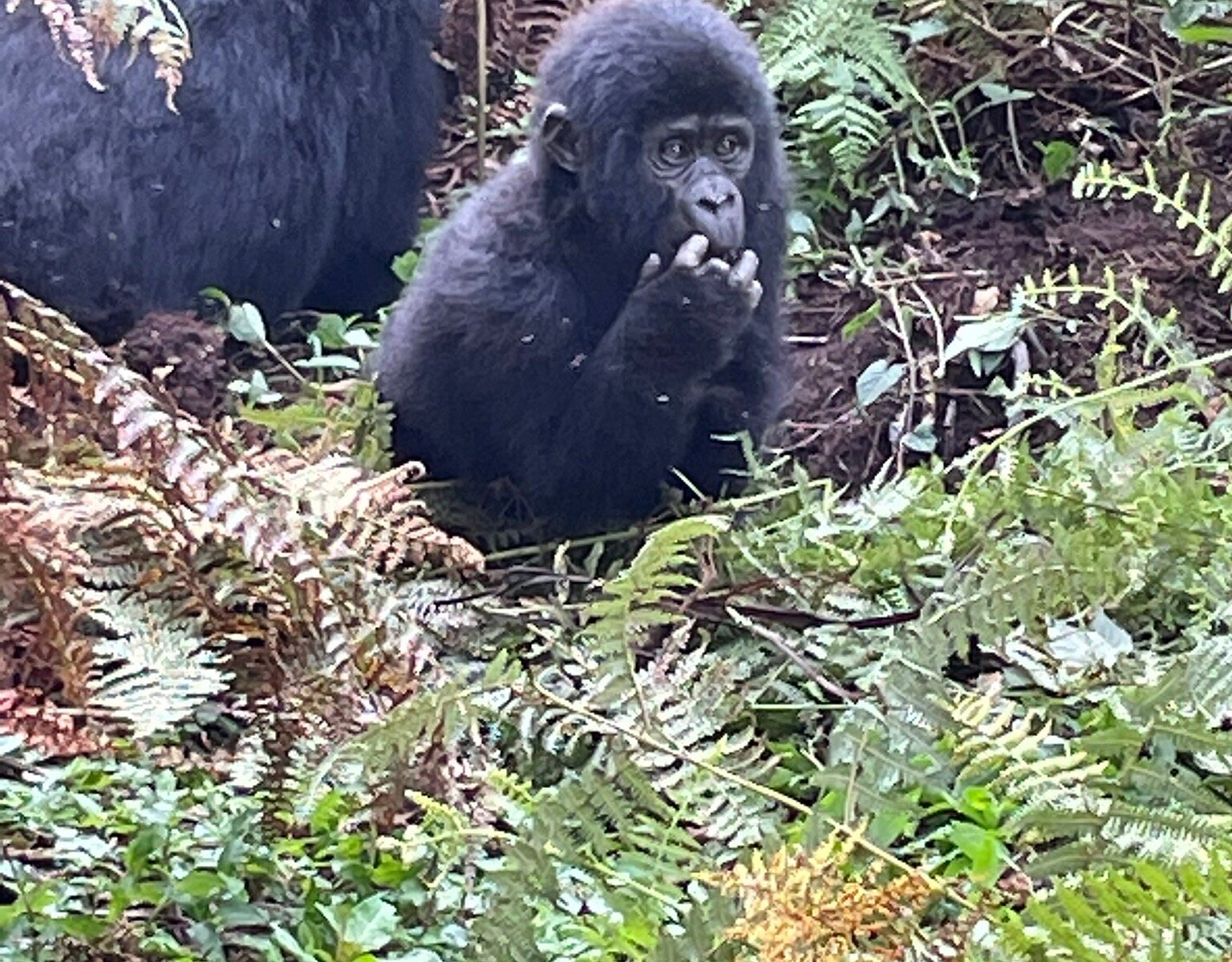 gorillas homeland safaris