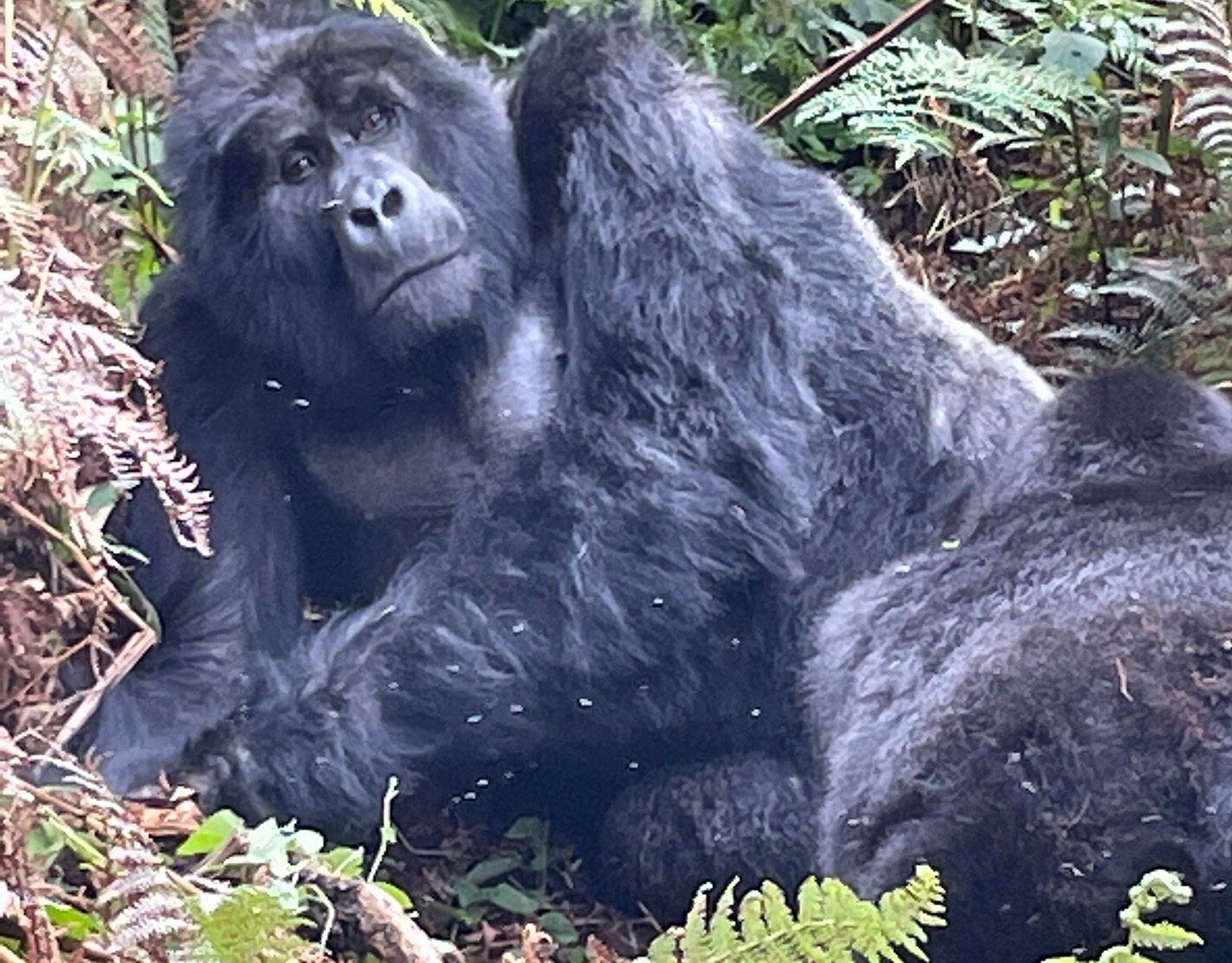 gorillas homeland safaris