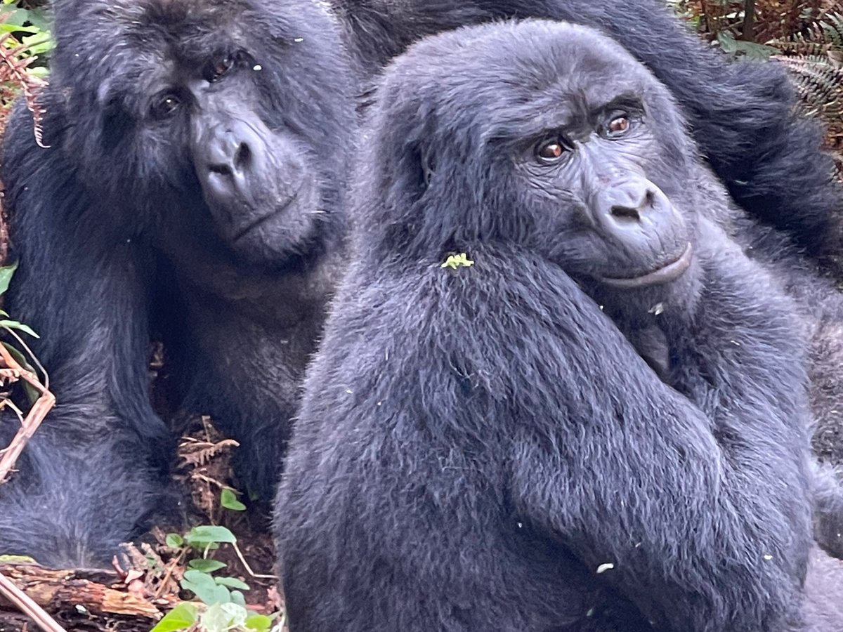 gorillas homeland safaris