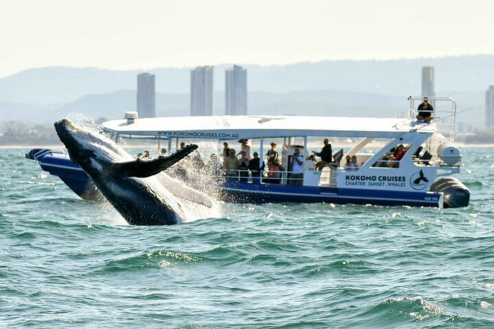 whale watching cruises gold coast