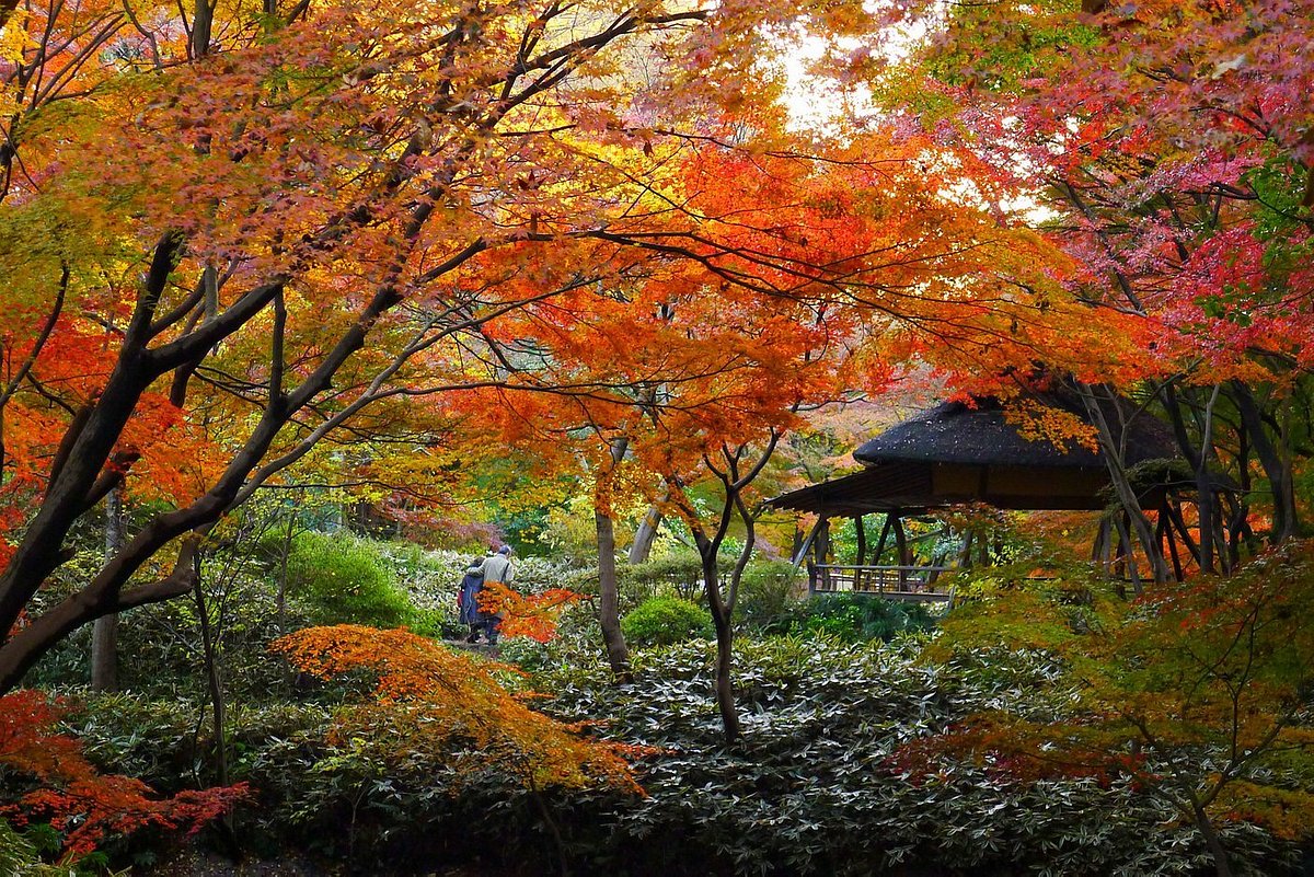 Where to see Japan's fall foliage Tripadvisor