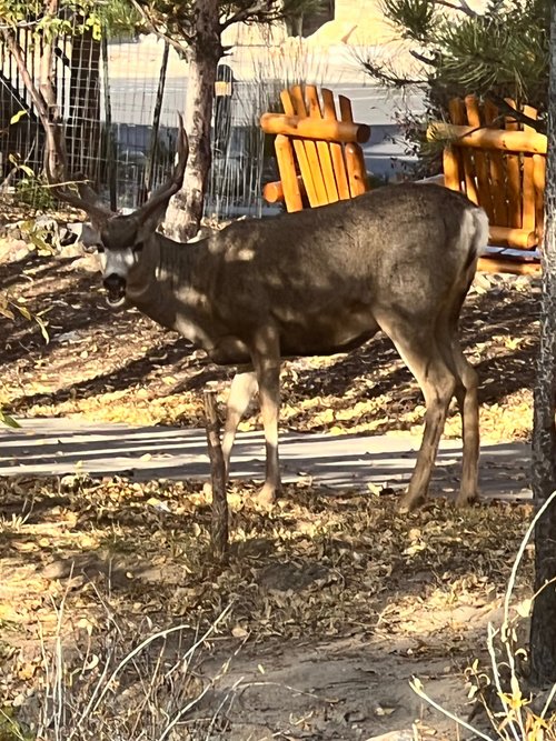 MURPHY'S RIVER LODGE - Updated 2022 Prices & Motel Reviews (Estes Park, CO)