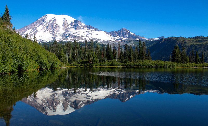 Mount Rainier reflects in a still lake as it rises above the tree line on a blindingly blue day