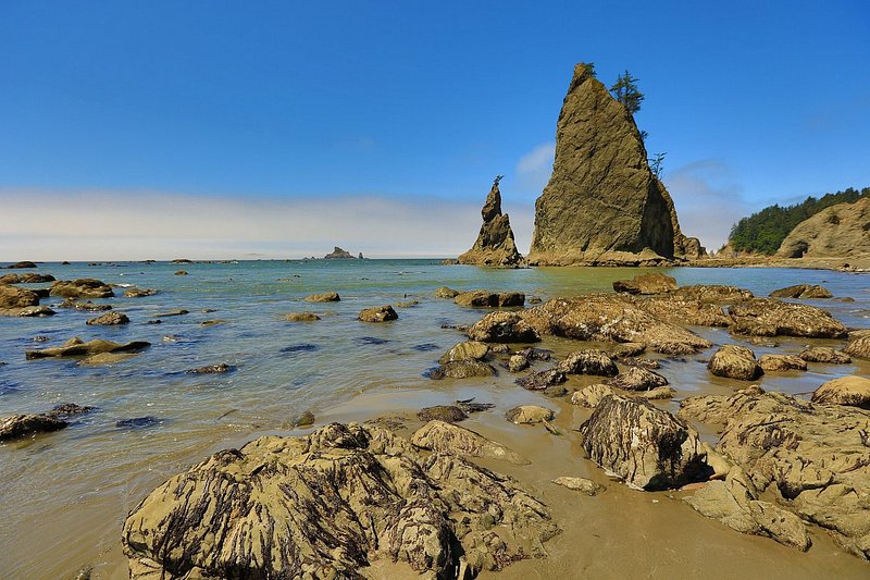 Tan-colored haystack rocks jut out of the ocean along the Olympic Coast