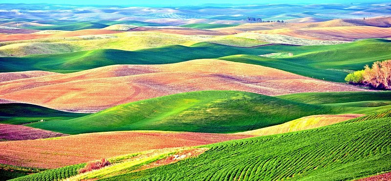 Green, tan, and pink colored hills roll off into the far distance in this view of the Palouse from Steptoe Butte State Park