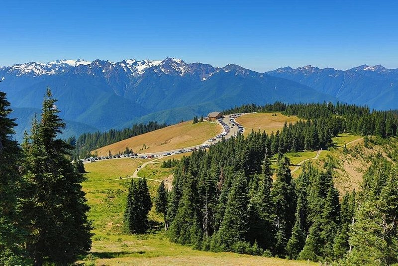 Trees and warm-colored late-summer grass line the foreground to the Hurricane Ridge parking lot, which is dwarfed by layers of mountains in the background