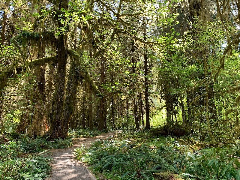 A gravel path is cloaked in large, green trees dripping in moss in the Hoh Rain Forest