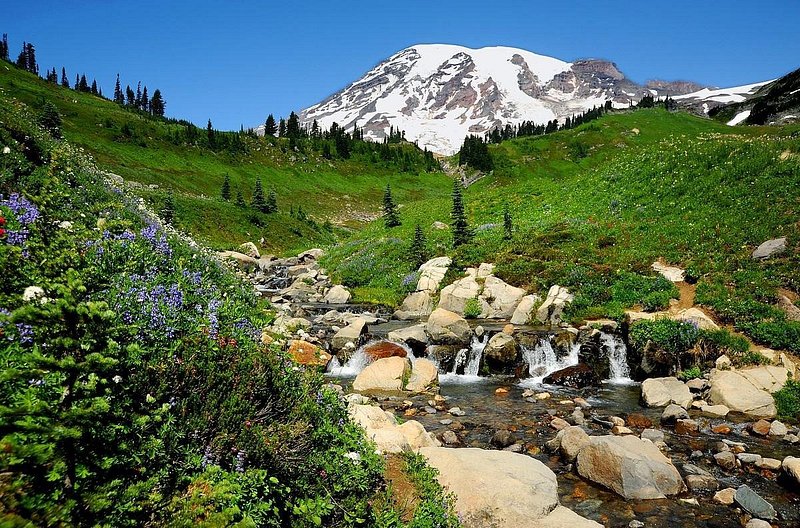 Wildflowers, green meadow, and a trickling creek lead the way to Mount Rainier's massive peak in Mount Rainier National Park