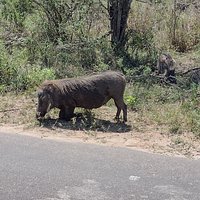 KRUGER NATIONAL PARK (Nelspruit) - All You Need to Know BEFORE You Go