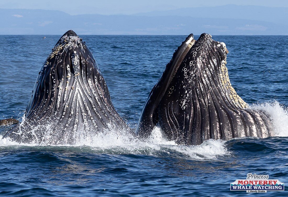 Princess Monterey Whale Watching, Монтерей: лучшие советы перед посещением  - Tripadvisor