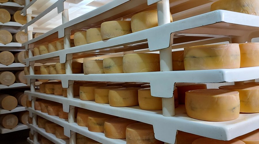 Queijo Morbier em maturação