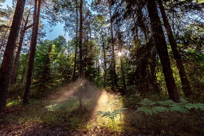 Эко forest. Эко отель Форест. Эко отель Форест Шатура. Эко-отель Forest 95, д. Лемёшино. Лес отель тишина Кемерово.