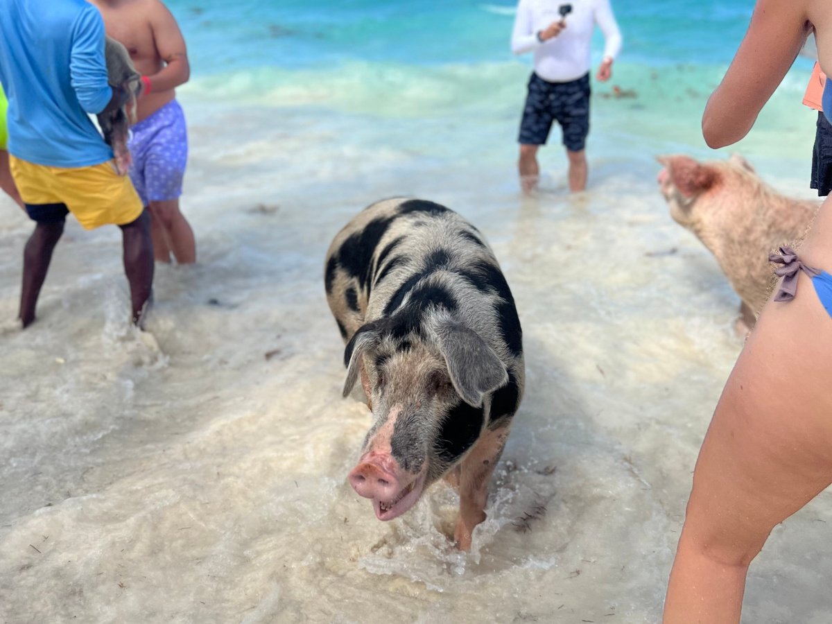 Da Pig Beach (Nassau) - All You Need to Know BEFORE You Go