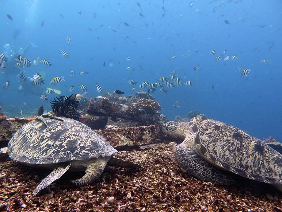 DSM DIVE - GILI TRAWANGAN : Ce Qu'il Faut Savoir Pour Votre Visite ...