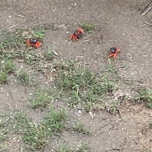 Cool red crabs in front yard 