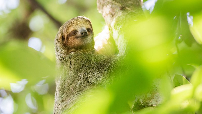 Brown-throated sloth in Tortuguero National Park, Costa Rica 