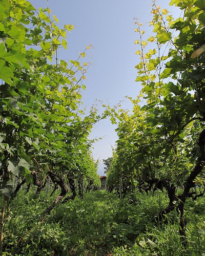 Vineyard in Kakheti, Georgia