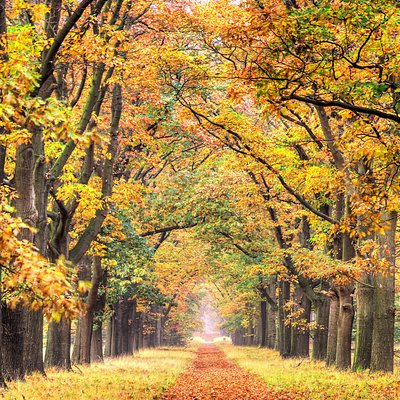 Beautiful autumn forest in De hoge Veluwe in the Netherlands