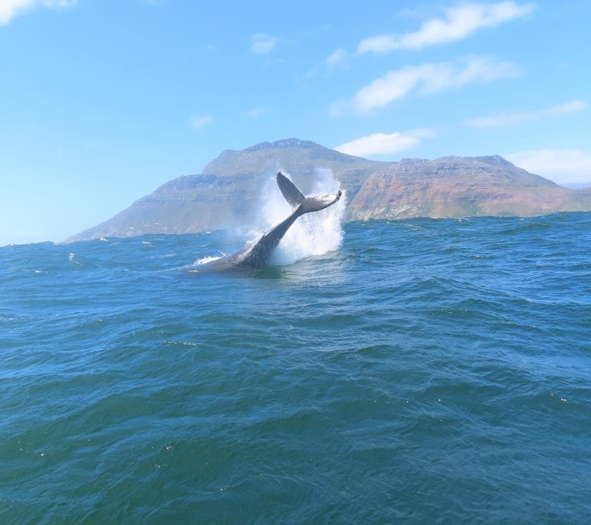 Ocean Safaris Hout Bay (South Africa): Hours, Address - Tripadvisor