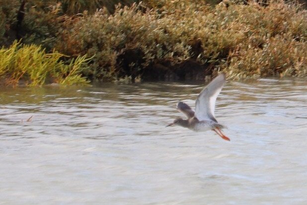 Rye Harbour Sea Safaris And Boat Trips - All You Need to Know BEFORE ...