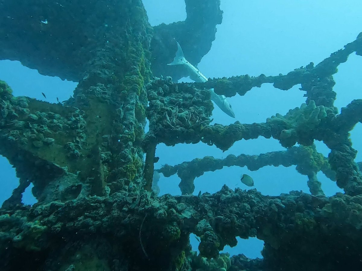 Captain's Corner Dive Center (Key West) - All You Need to Know BEFORE ...