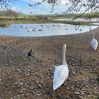 ABBOTSBURY SWANNERY - All You Need to Know BEFORE You Go