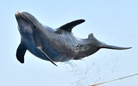 Dolphin World - All You Need to Know BEFORE You Go (with Photos)