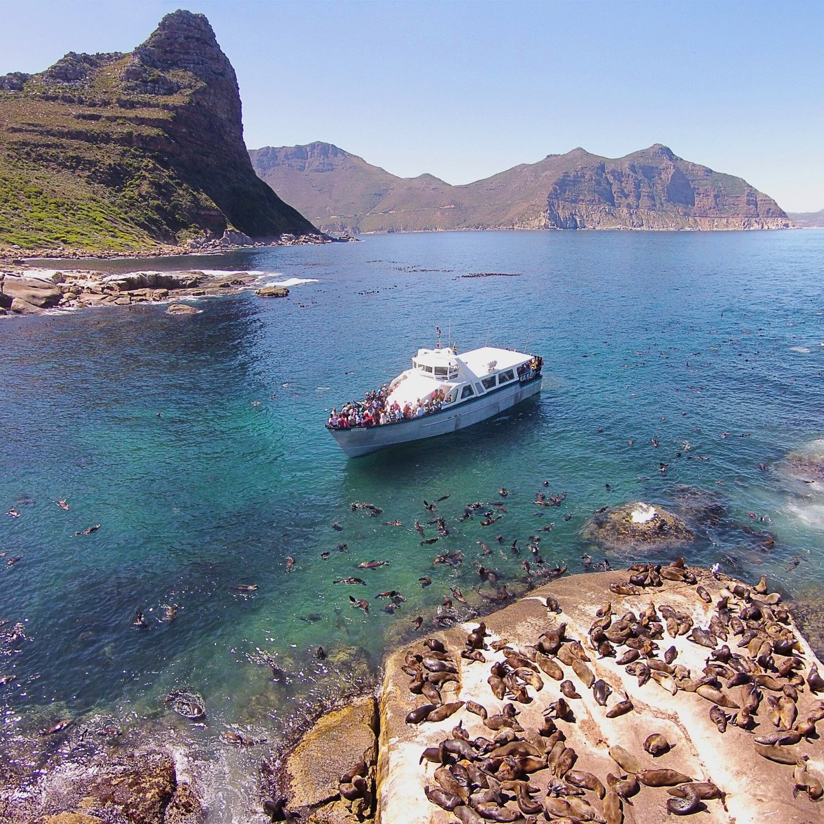 40 min Seal Island Tour (Hout Bay, South Africa): Address, Phone Number ...